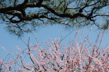 火之女神井儿(火之女神井儿——探秘中国传统神话故事)