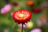 花园生物(探访大型花园生物展览)