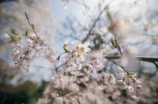 hanami(日本樱花季：探寻国宝级赏花胜地——HANAMI)